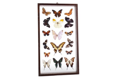 Lot 412 - A LATE VICTORIAN LEPIDOPTERA DISPLAY