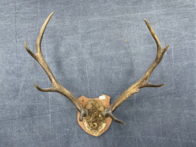 Lot 341 - A SET OF MOUNTED ANTLERS