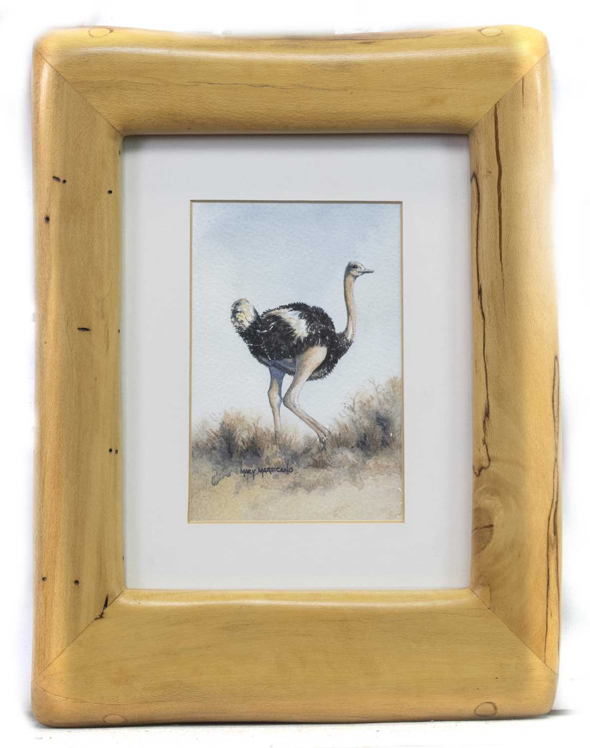 Lot 590 - SOUTH AFRICAN OSTRICH, A WATERCOLOUR BY MARY MARSICANO
