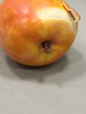 Lot 902 - A JAPANESE IVORY CARVING OF A FRUIT