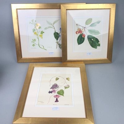 Lot 310 - FLORAL SUBJECTS, THREE WATERCOLOURS BY MARY BOTHWELL HOME DRUMMOND
