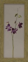 Lot 69 - * BONNIE THOMPSON, PURPLE SINGING ORCHIDS III...