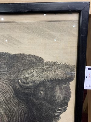 Lot 23 - BISON, AN 18TH CENTURY COPPER ENGRAVING