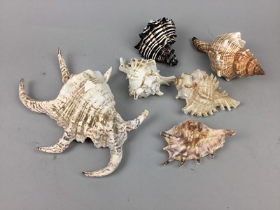 Lot 313 - A LOT OF SHELLS