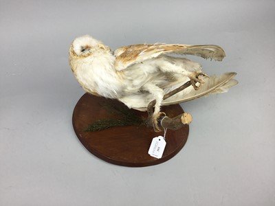 Lot 393 - A TAXIDERMY OF A BARN OWL