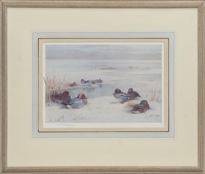 Lot 100 - WIDGEON, TEAL, A LITHOGRAPH BY ARCHIBALD THORNBURN