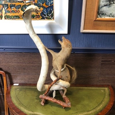 Lot 408 - A TAXIDERMY FIGURE GROUP OF A FIGHTING FERRET AND COBRA