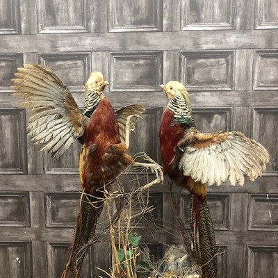 Lot 407 - A TAXIDERMY FIGURE GROUP OF TWO FIGHTING GAME BIRDS