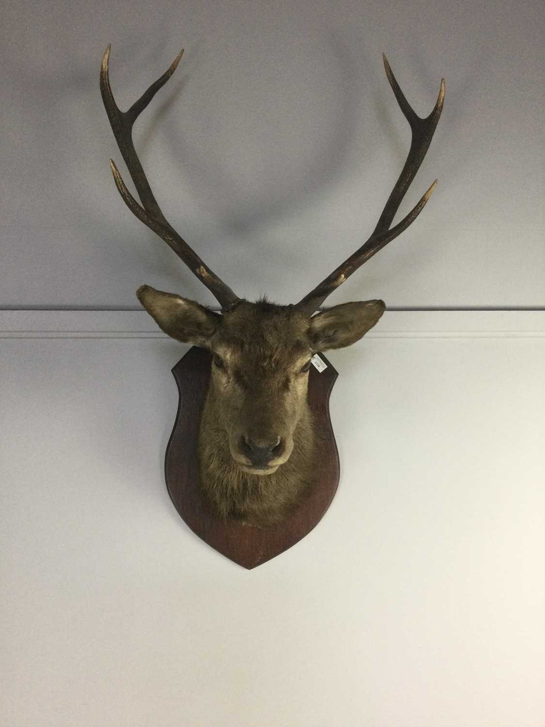 Lot 1739 - AN EARLY 20TH CENTURY STAG'S HEAD