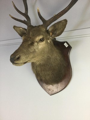 Lot 1739 - AN EARLY 20TH CENTURY STAG'S HEAD