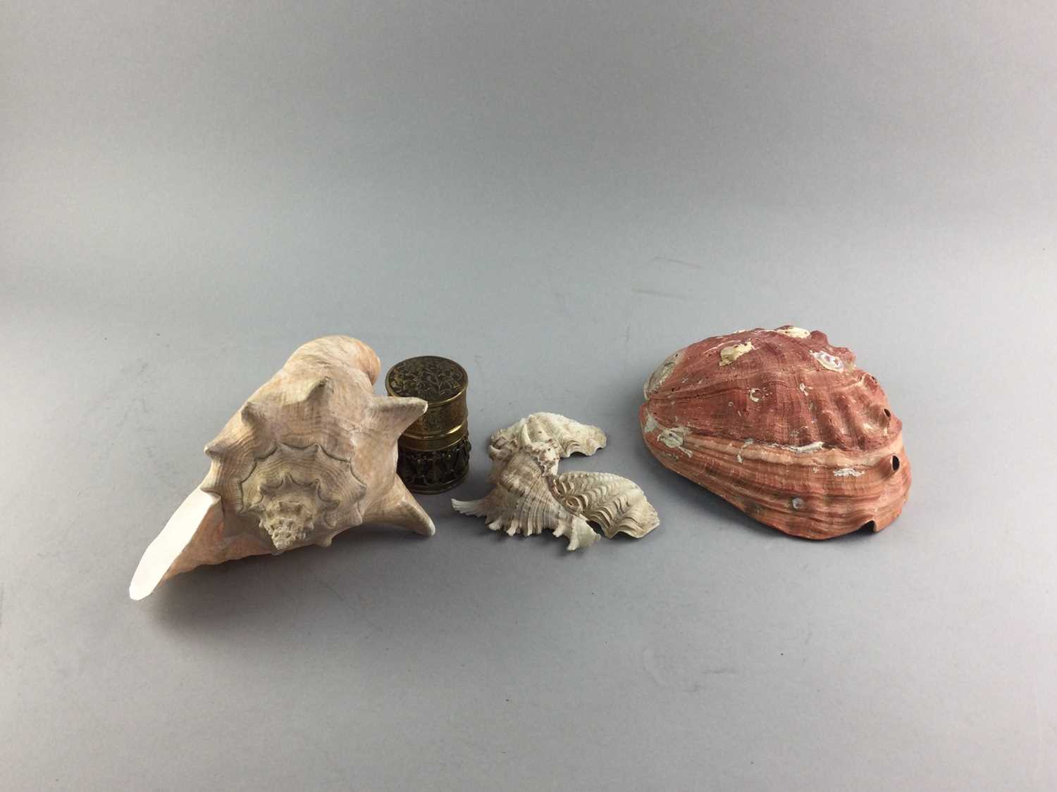 Lot 38 - A CONCH SHELL AND OTHER ITEMS