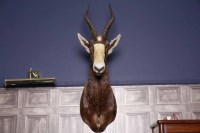 Lot 1013 - TAXIDERMY HEAD OF A BLACK SPRINGBOK 95cm high