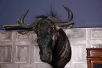 Lot 1015 - TAXIDERMY HEAD OF A BLUE WILDEBEAST 67cm long