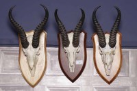 Lot 1017 - THREE IMPALA SKULLS WITH HORNS along with four...