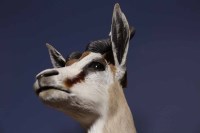 Lot 1018 - TAXIDERMY HEAD OF A IMPALA and a taxidermy...