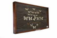 Lot 1062 - EDWARDIAN ENTOMOLOGY SPECIMEN CASE containing...