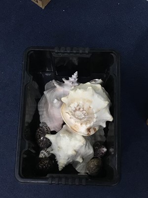 Lot 342 - A COLLECTION OF SHELLS