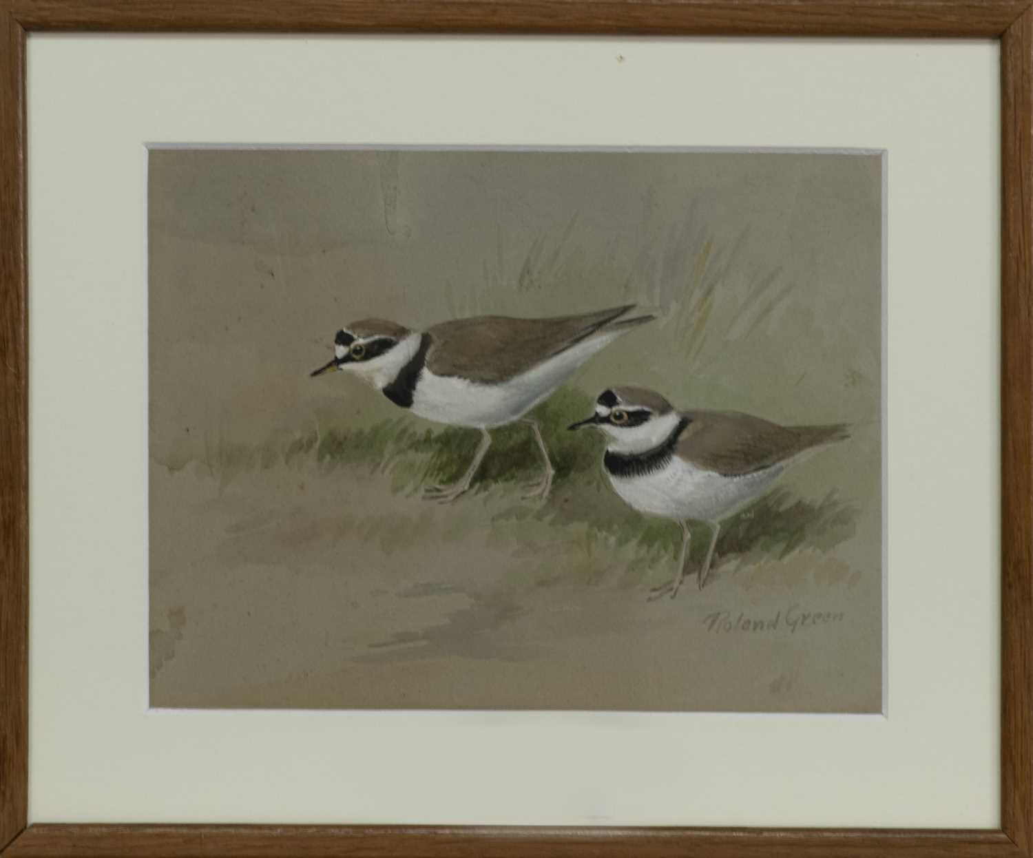 Lot 554 - LITTLE RINGED PLOVER, A WATERCOLOUR BY ROLAND GREEN