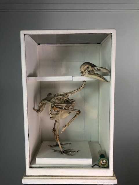 Lot 292 - A CASED SKELETON OF A BIRD