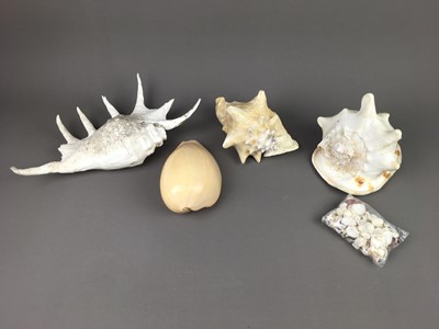 Lot 460 - A LOT OF FOUR CONCH SHELLS AND OTHER SMALLER SHELLS