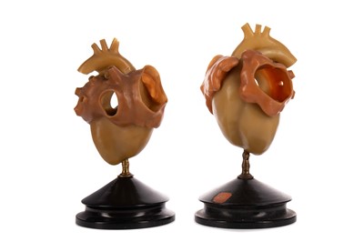 Lot 1156 - TWO LATE 19TH / EARLY 20TH CENTURY WAX ANATOMICAL STUDIES