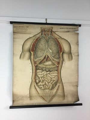 Lot 1162 - TWO FROHSE ANATOMICAL CHARTS