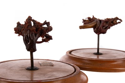 Lot 1158 - A PAIR OF LATE 19TH / EARLY 20TH CENTURY WAX ANATOMICAL STUDY