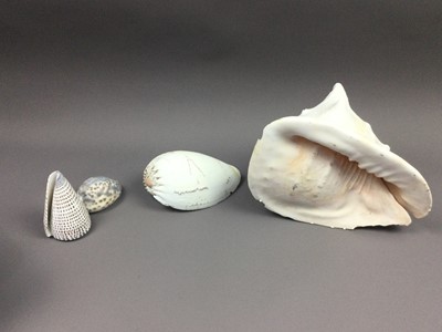 Lot 158 - A CONCH SHELL ALONG WITH A COWRIE AND TWO OTHER SHELLS