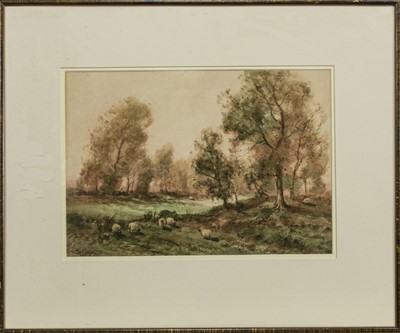 Lot 12 - SHEEP IN A GLADE, A WATERCOLOUR BY TOM CAMPBELL