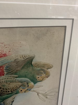 Lot 539 - BUDGERIGARS, A WATERCOLOUR BY WINIFRED AUSTEN