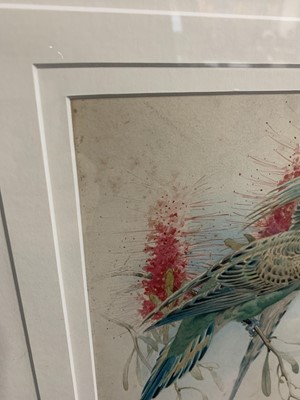 Lot 539 - BUDGERIGARS, A WATERCOLOUR BY WINIFRED AUSTEN