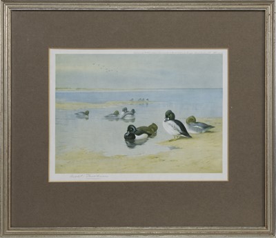 Lot 144 - GOLDENEYE AND TUFTED DUCK, A PRINT BY ARCHIBALD THORBURN