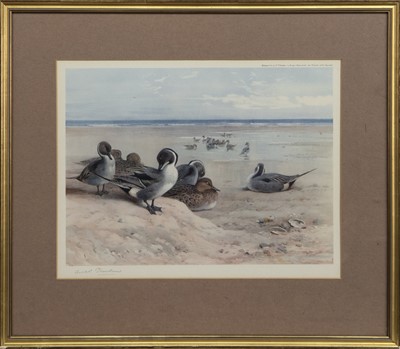 Lot 147 - PINTAILS ON THE SHORELINE - 1922, A PRINT BY ARCHIBALD THORBURN