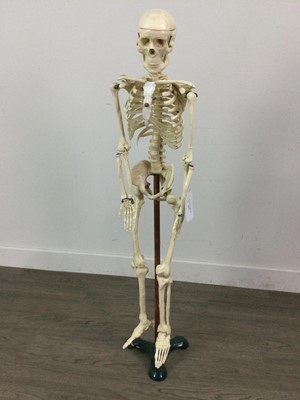 Lot 512 - A 20TH CENTURY RESIN TEACHING MODEL OF A HUMAN SKELETON