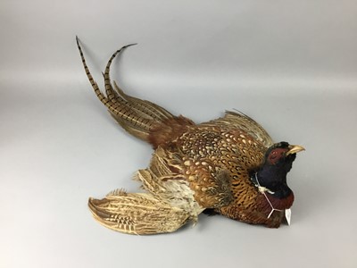 Lot 381 - A TAXIDEMY PHEASANT