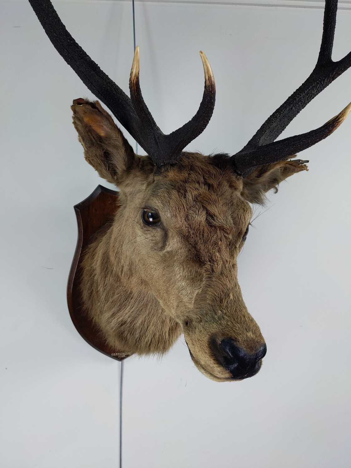 Lot 800 - A LARGE AND IMPRESSIVE TAXIDERMY STAG'S HEAD