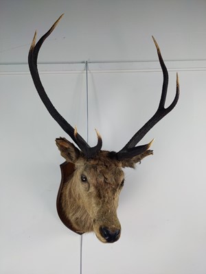 Lot 800 - A LARGE AND IMPRESSIVE TAXIDERMY STAG'S HEAD