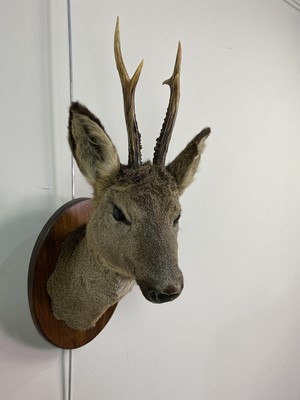 Lot 803 - A PAIR OF TAXIDERMY DEER HEADS