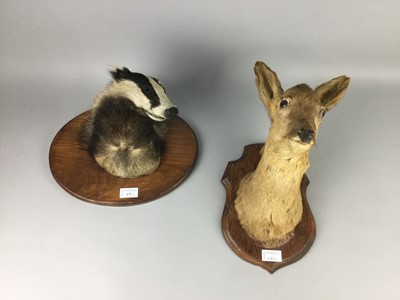 Lot 672 - A TAXIDERMY BADGER HEAD ALONG WITH A DEER HEAD