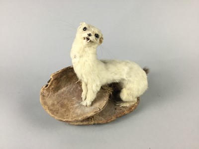 Lot 492 - A TAXIDERMY ERMINE