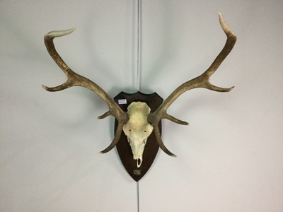 Lot 830A - A COLLECTION OF FOUR PAIRS OF STAG ANTLERS AND PARTIAL SKULL