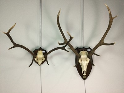 Lot 830 - A COLLECTION OF FOUR PAIRS OF STAG ANTLERS AND PARTIAL SKULL
