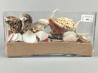 Lot 406 - A LOT OF VARIOUS SEA SHELLS