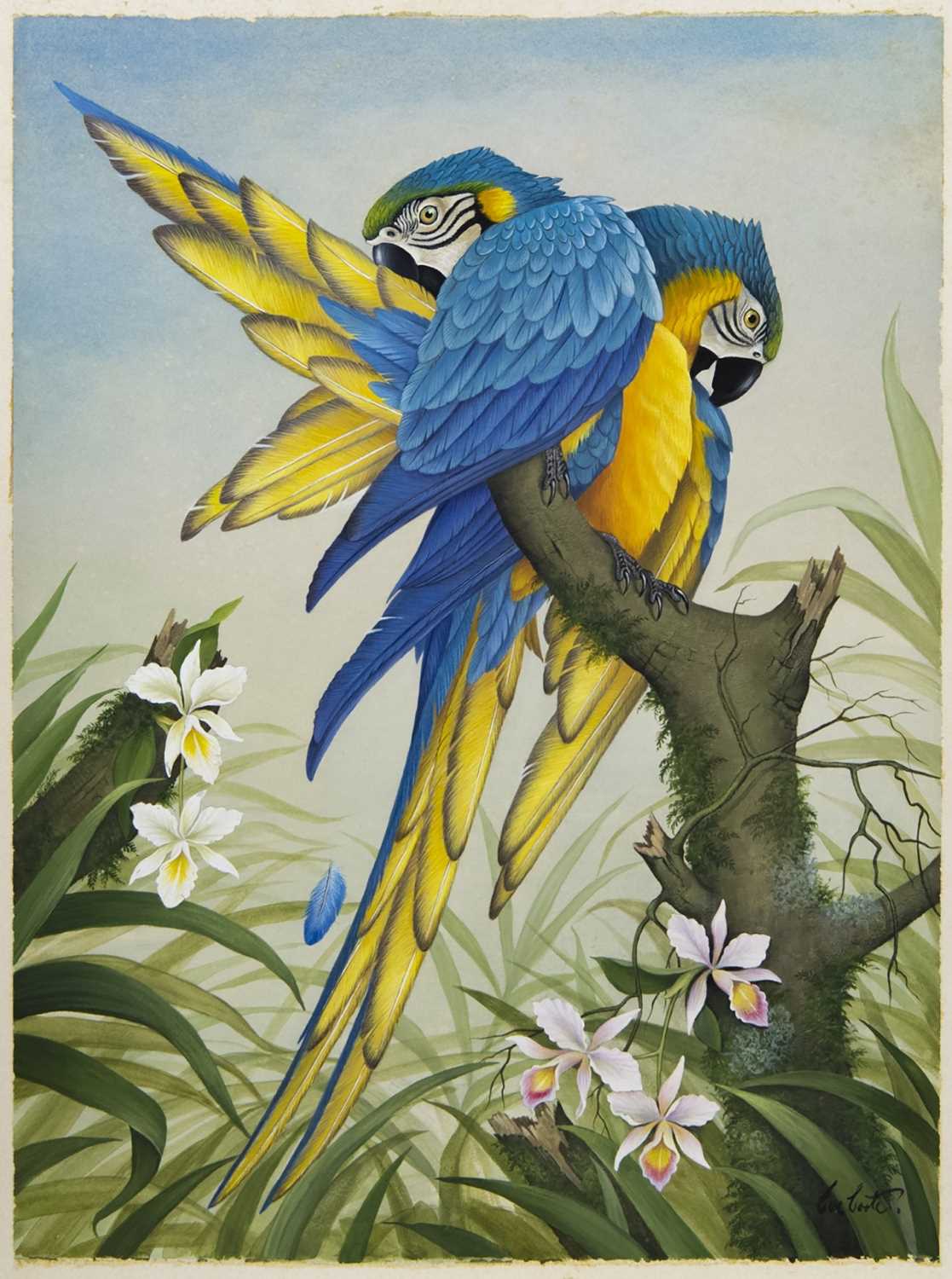 Lot 300 - MACAWS, A PAIR OF GOUACHES BY EVE COOTE
