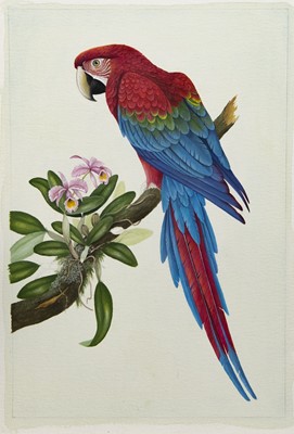 Lot 300 - MACAWS, A PAIR OF GOUACHES BY EVE COOTE