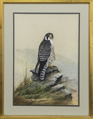Lot 297 - PEREGRINE FALCON, A GOUACHE BY EVE COOTE