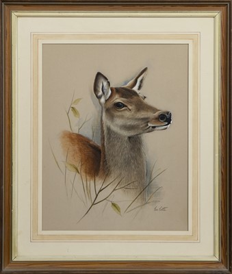 Lot 327 - DOE, A GOUACHE BY EVE COOTE