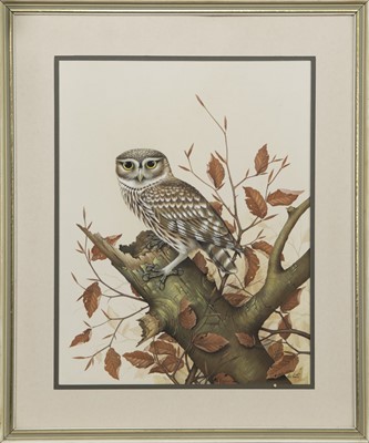 Lot 298 - LITTLE OWL, A GOUACHE BY EVE COOTE