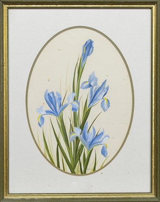 Lot 356 - BLUE IRIS, A GOUACHE BY EVE COOTE