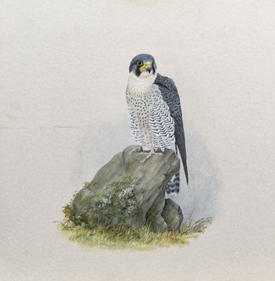 Lot 339 - FALCON STUDY, A GOUACHE BY EVE COOTE